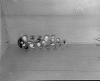 Hanging Shells.jpg