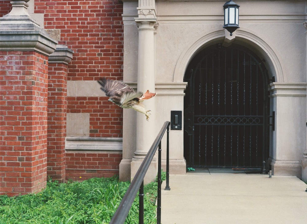 Hawk.jpg