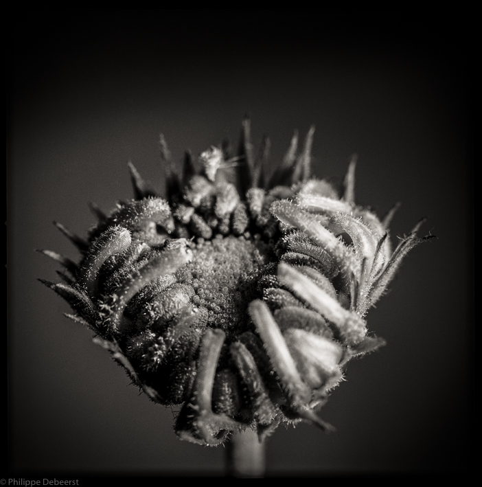 HERB 08-2.JPG