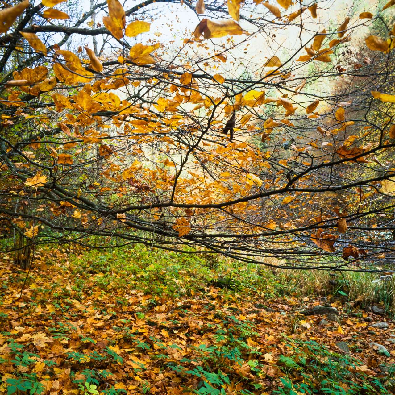 Herbstbach-011.jpg