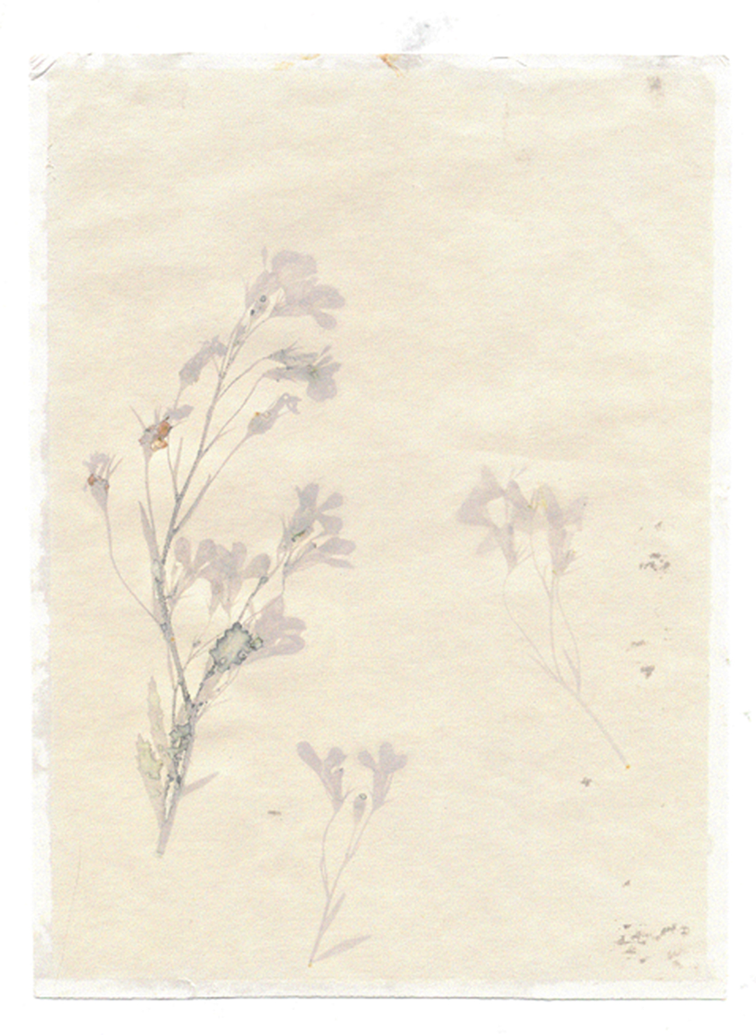 Heritage-Tilley Clive 3 Anthotype.jpg
