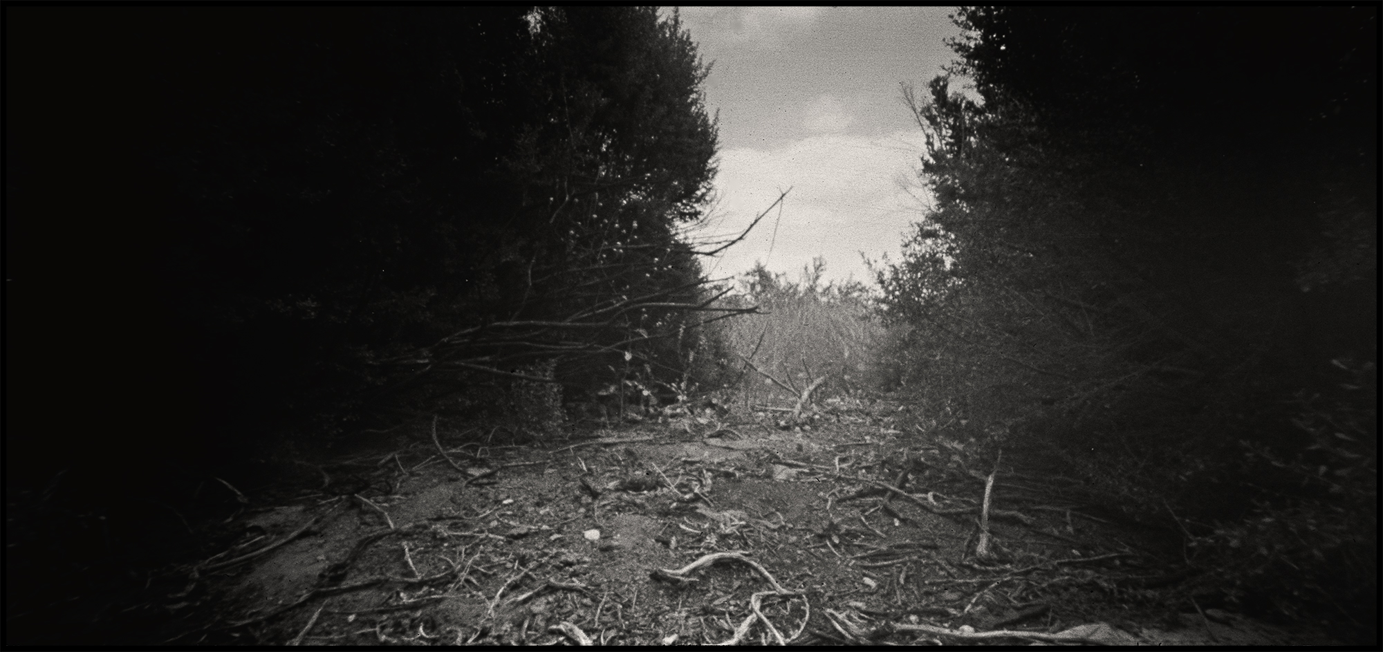 holga120wpc.jpg