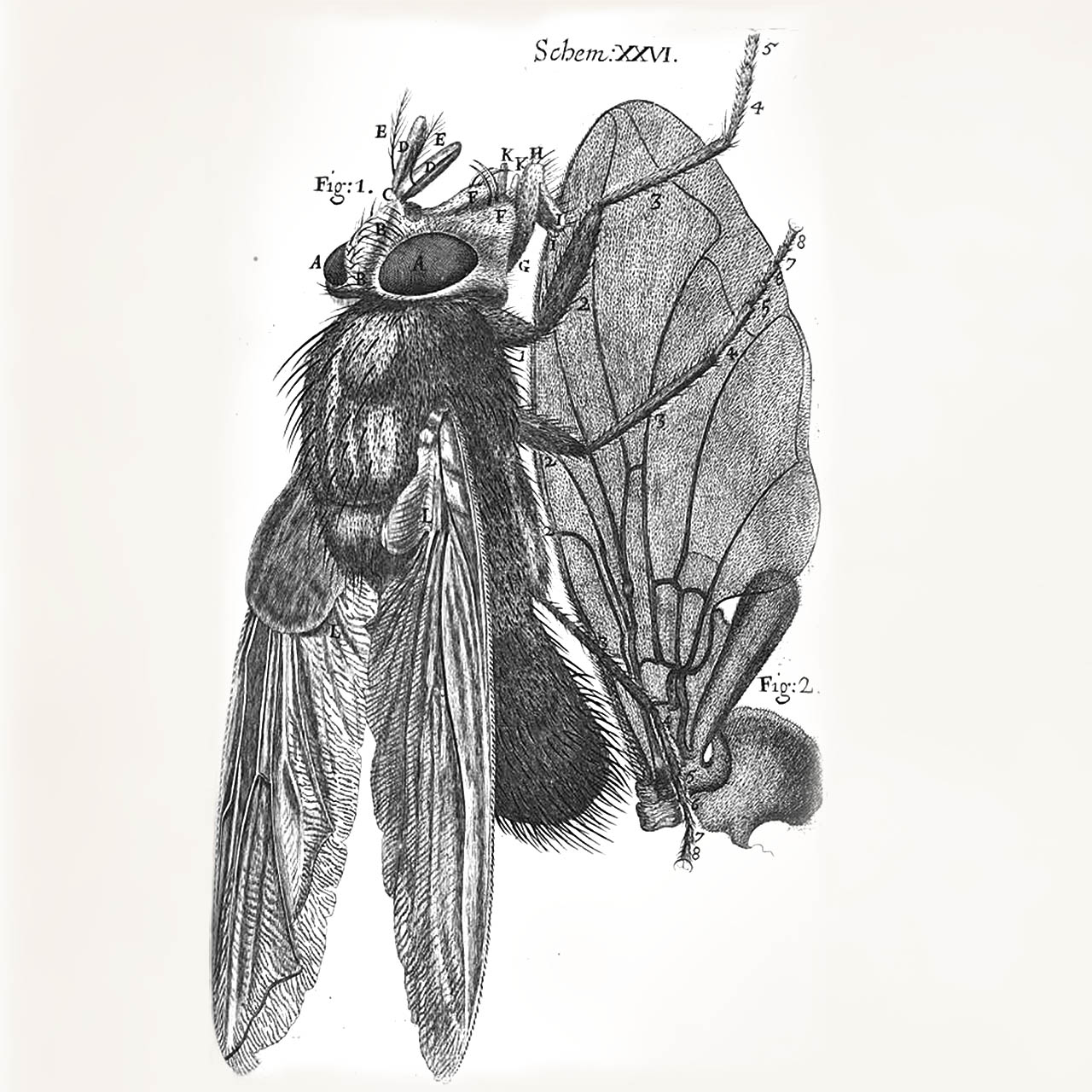 Hooke_Micrographia_blue_fly_1280.jpg
