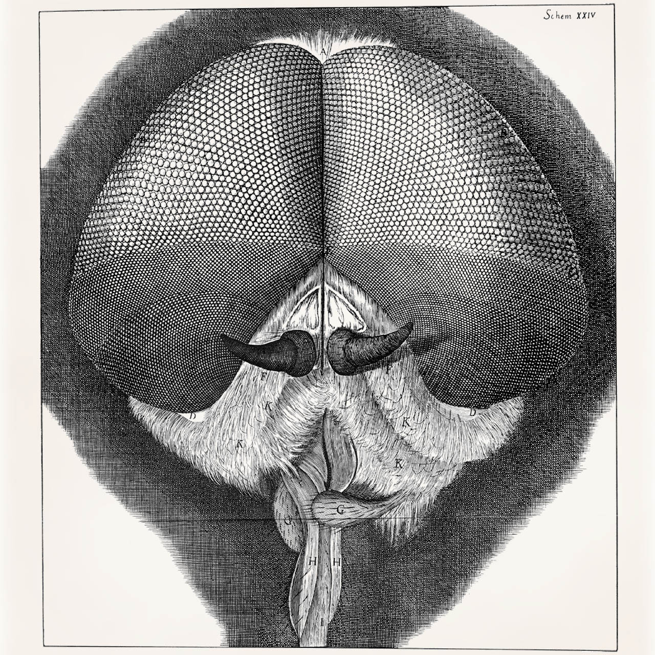 Hooke_Micrographia_drone-fly_1280.jpg
