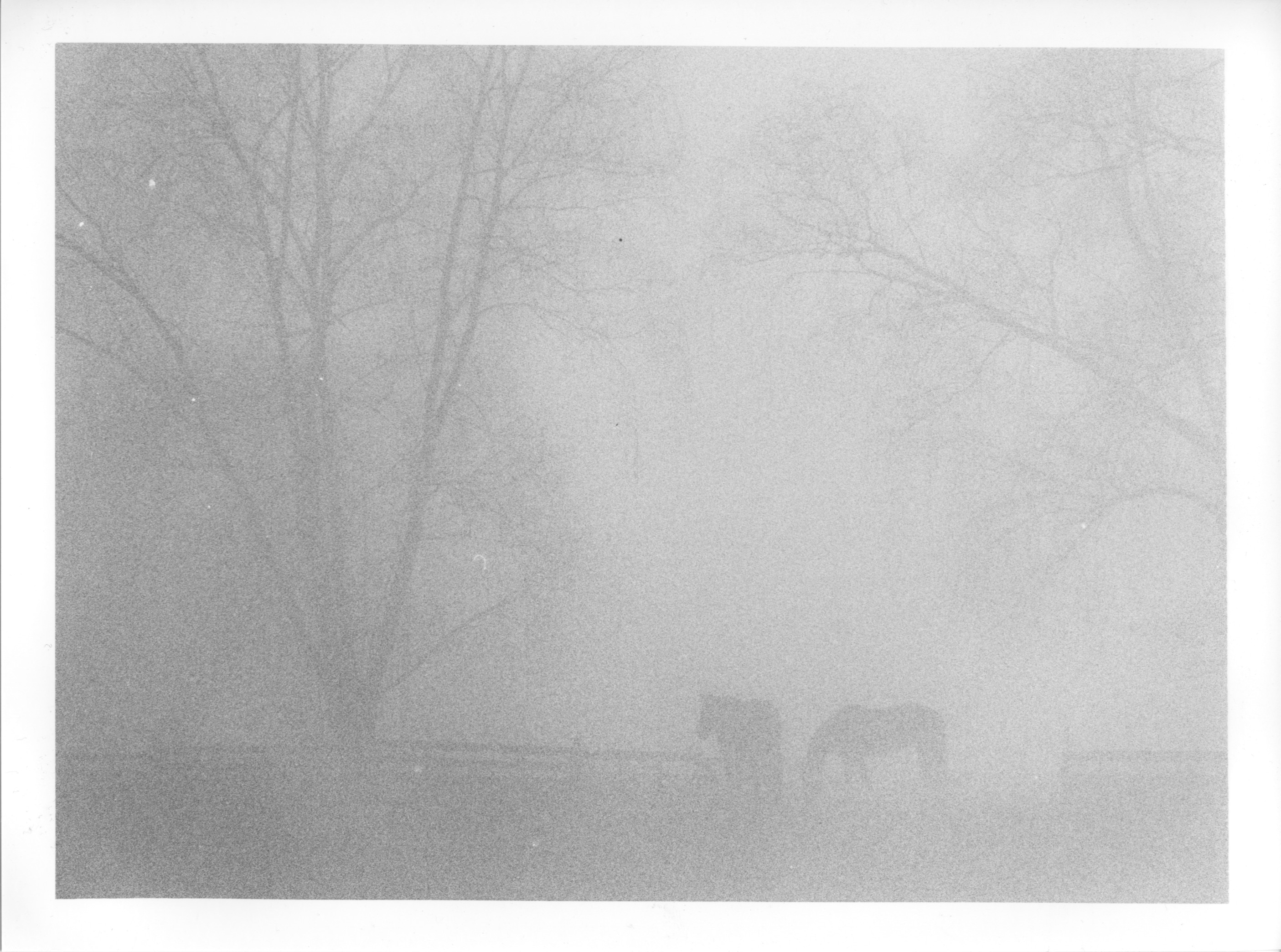 HorseInFog1_Delta3200EI12800.jpg