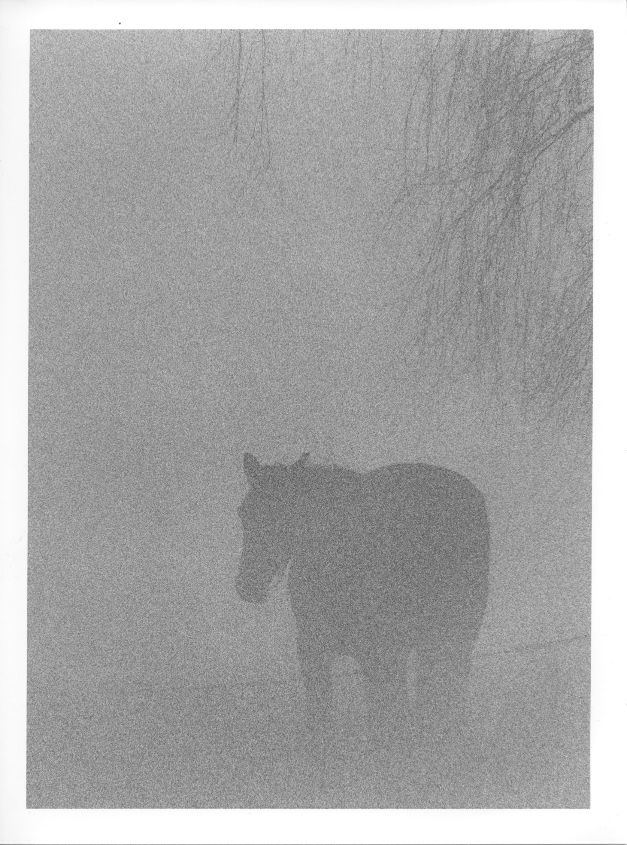 HorseInFog2_Delta3200EI12800.jpg