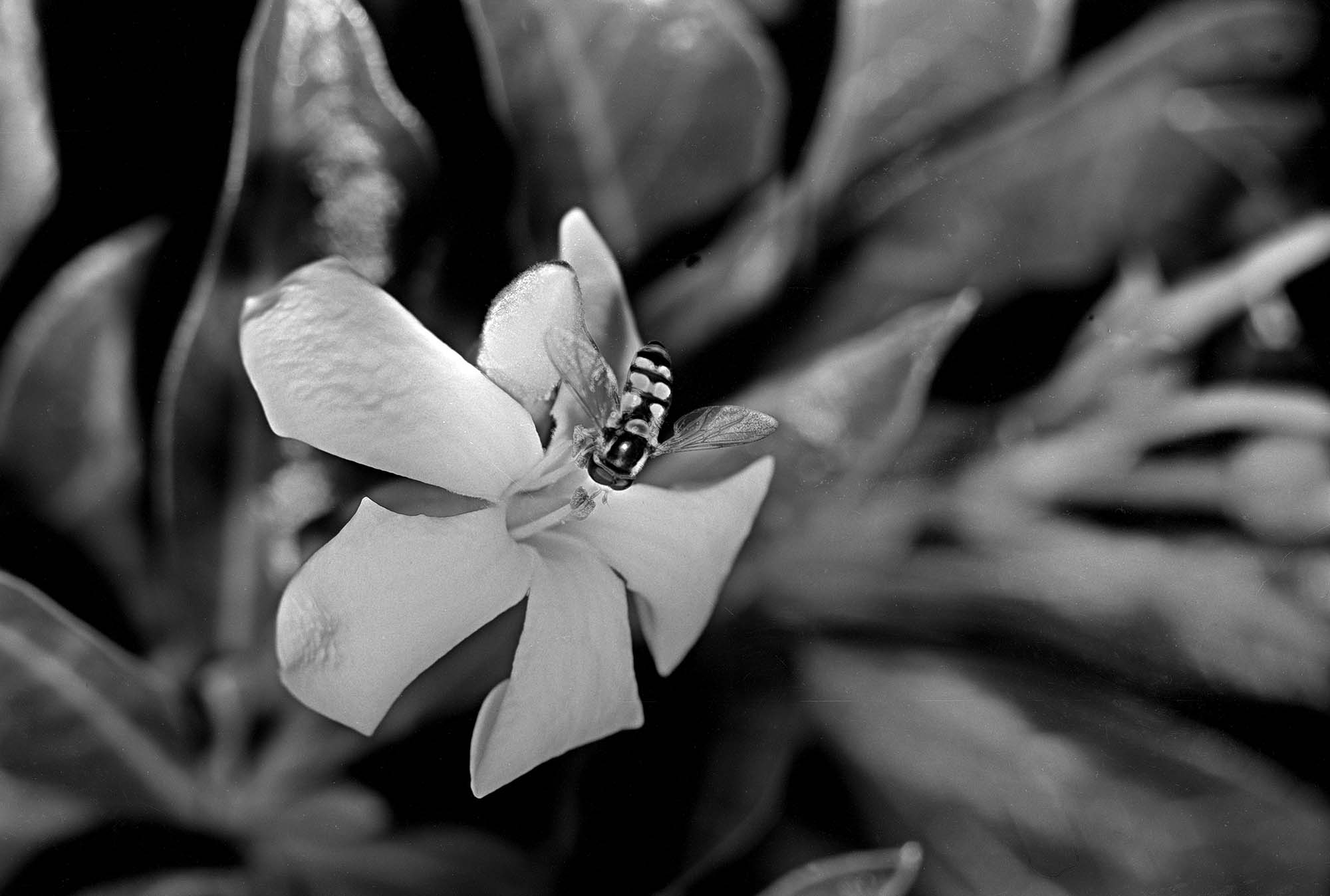 hoverfly-native fragipani_2000pix_compressed.jpg