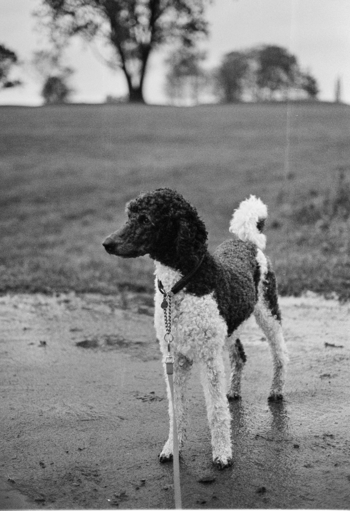 hp5 at 6400.jpg