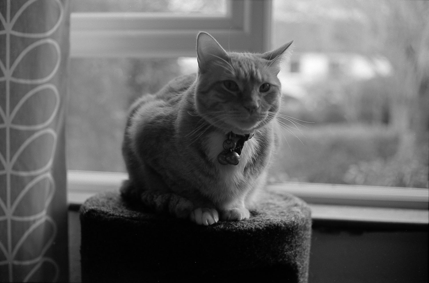 HuckleScala50-sm.jpg