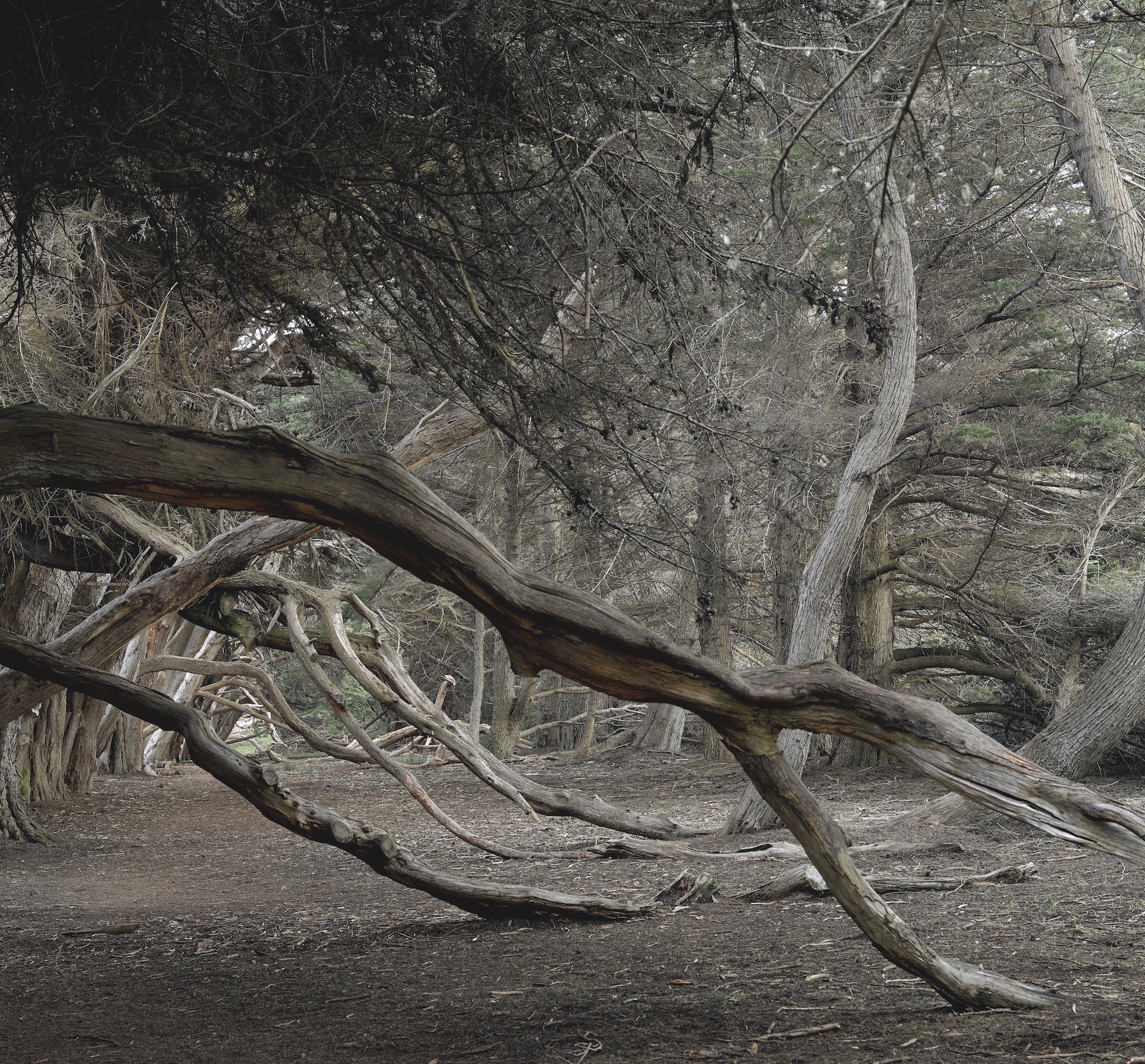 Hy6 Calif Sea Ranch 12.2016 73 1 copy 2.jpg