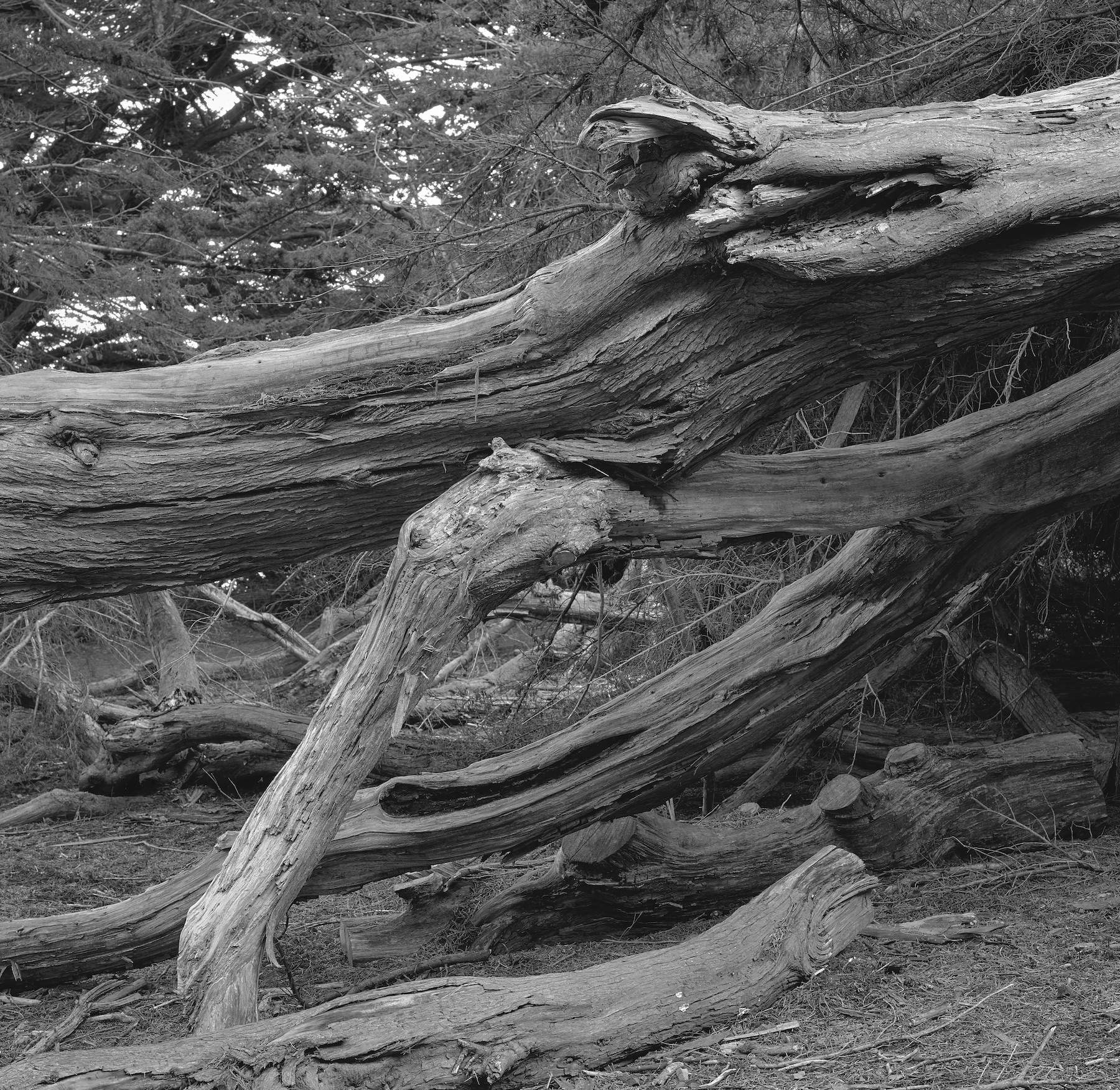 Hy6 Calif Sea Ranch 12.2016 81 copy 2.jpg