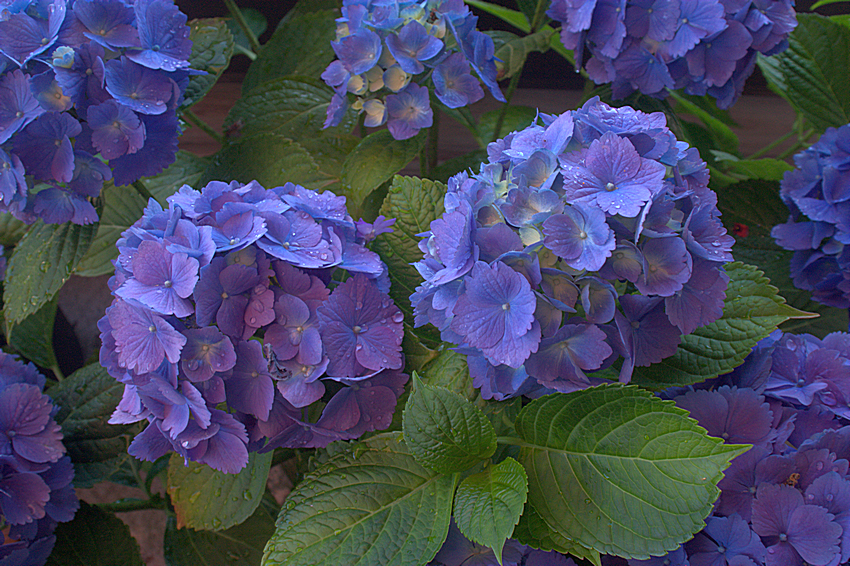 hydrangea-12a_2013-06-30.jpg