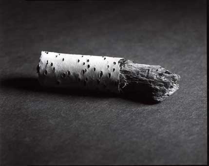 img381_web.jpg