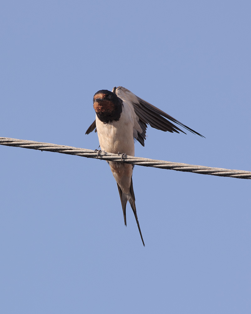 IMG_3910-small.jpg
