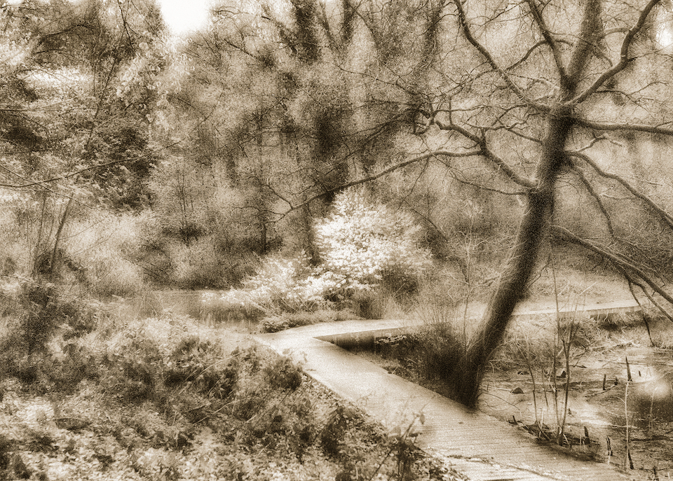 In-Out Focus.jpg