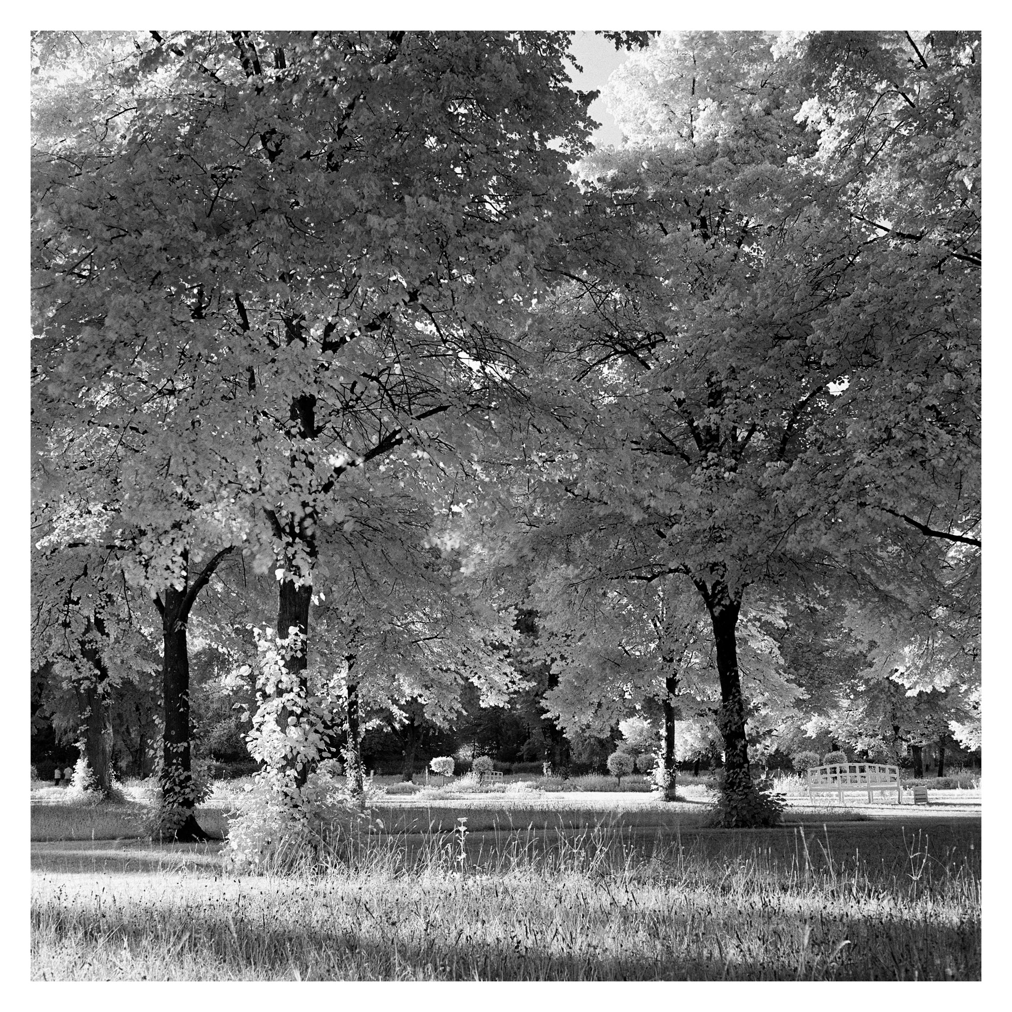 IR park.jpg