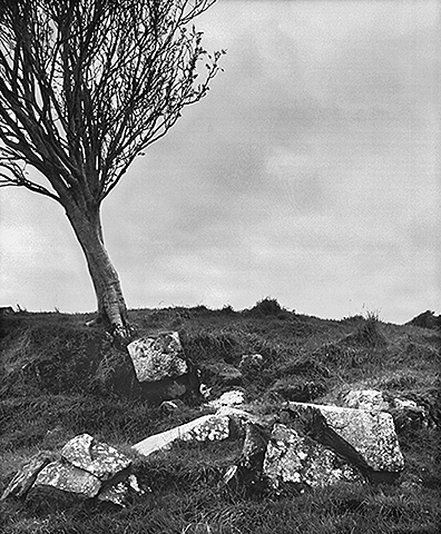 Ireland Tree a1 (10).jpg
