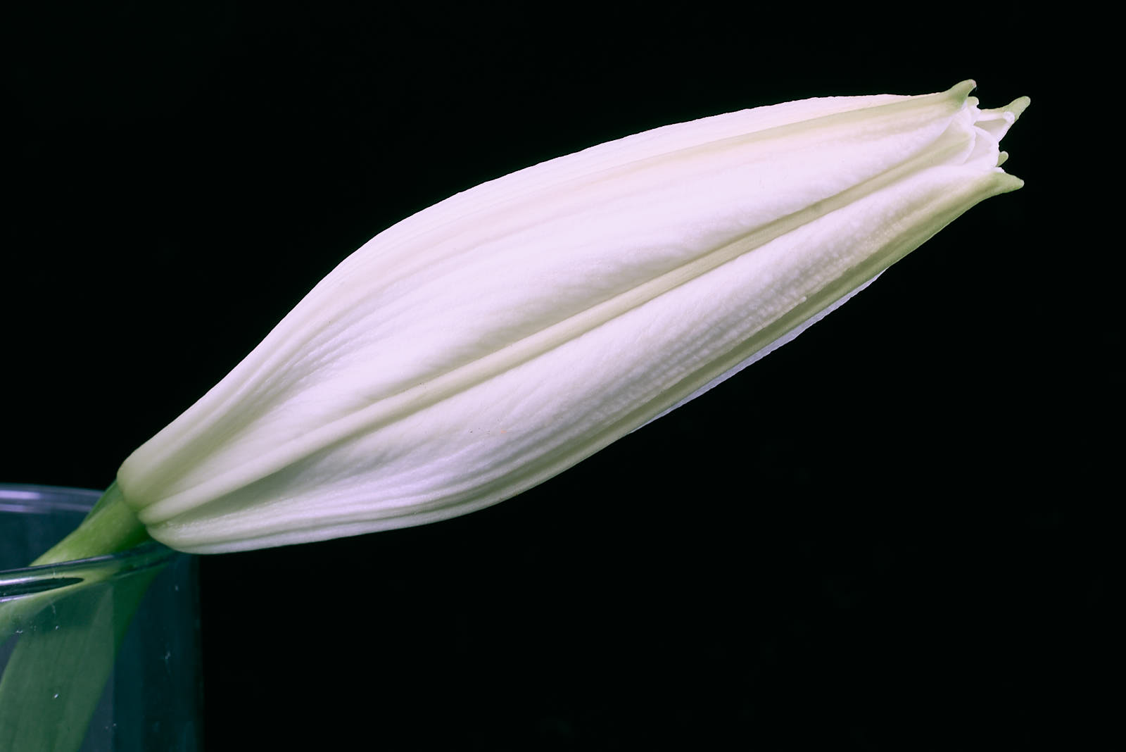 iris closed.jpg