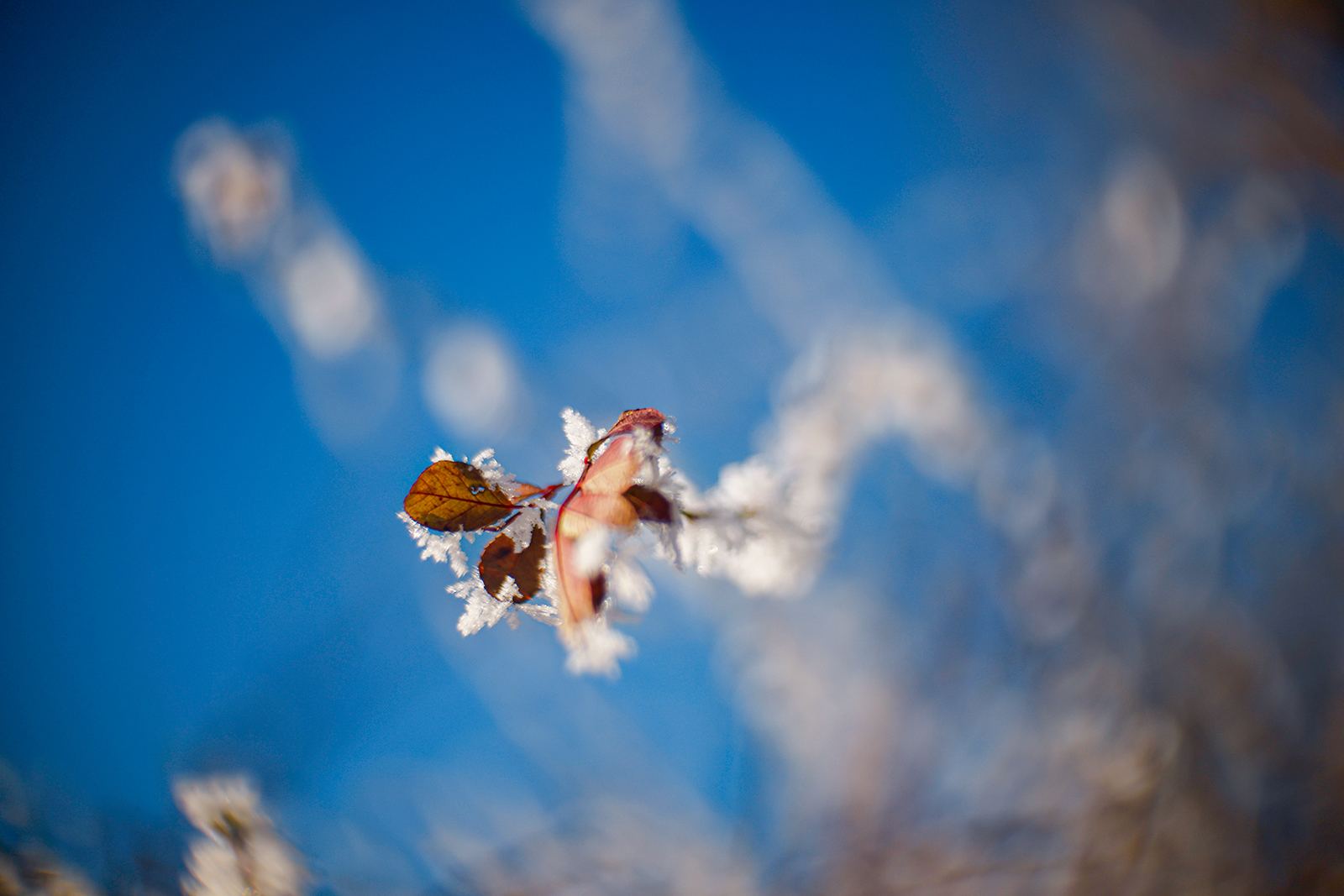 ISCO_Super-Kiptar_50mm_F1-6_V1_08.jpg