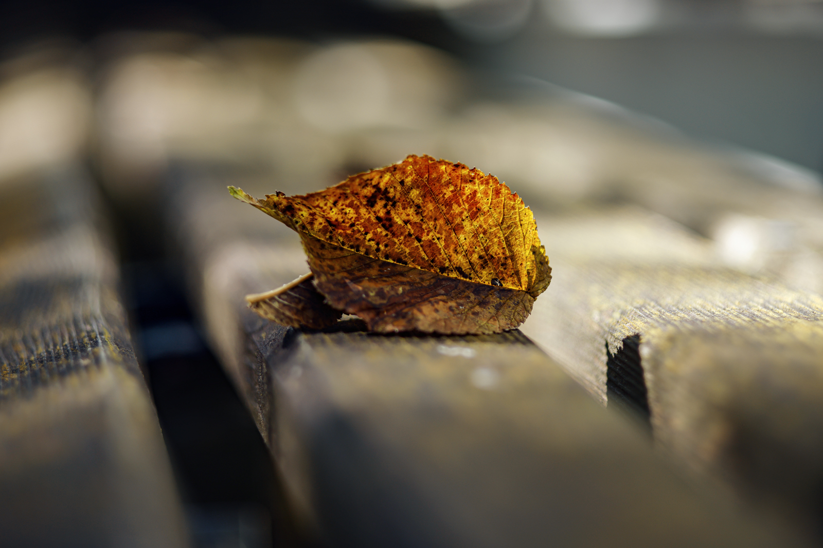 ISCO_T-Kiptagon_100mm_F2_04.jpg