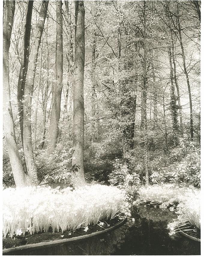 keukenhof_web.jpg
