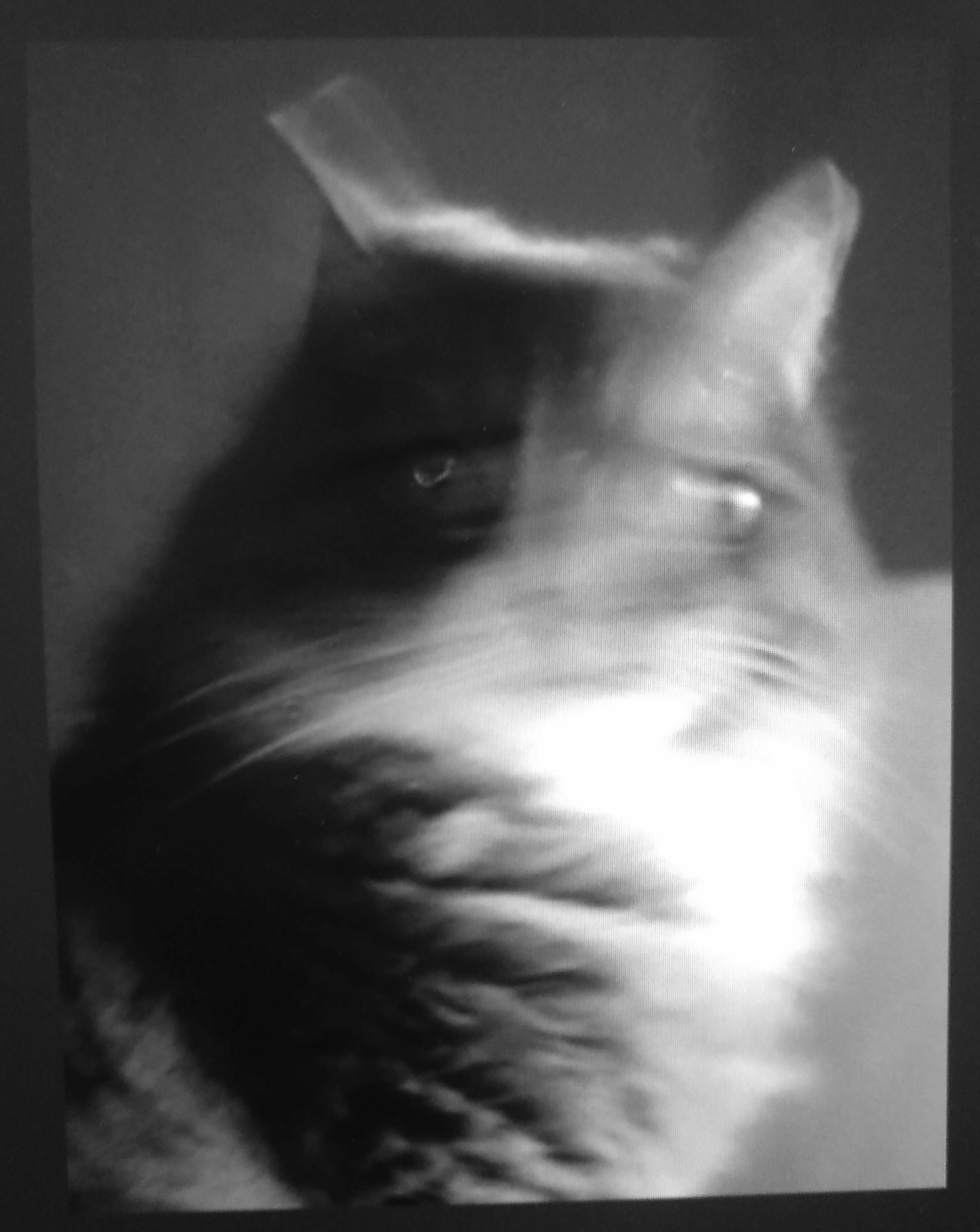 Kiki.jpg