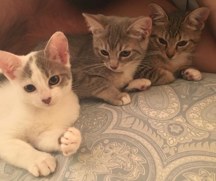 kittens.jpg