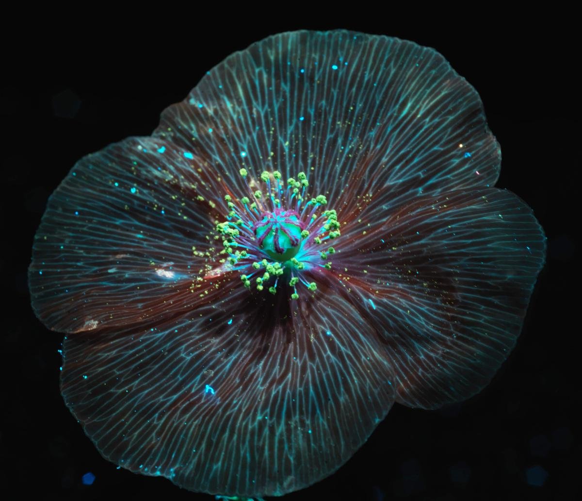 Klatschmohn-Helligkeit-Edited.jpg