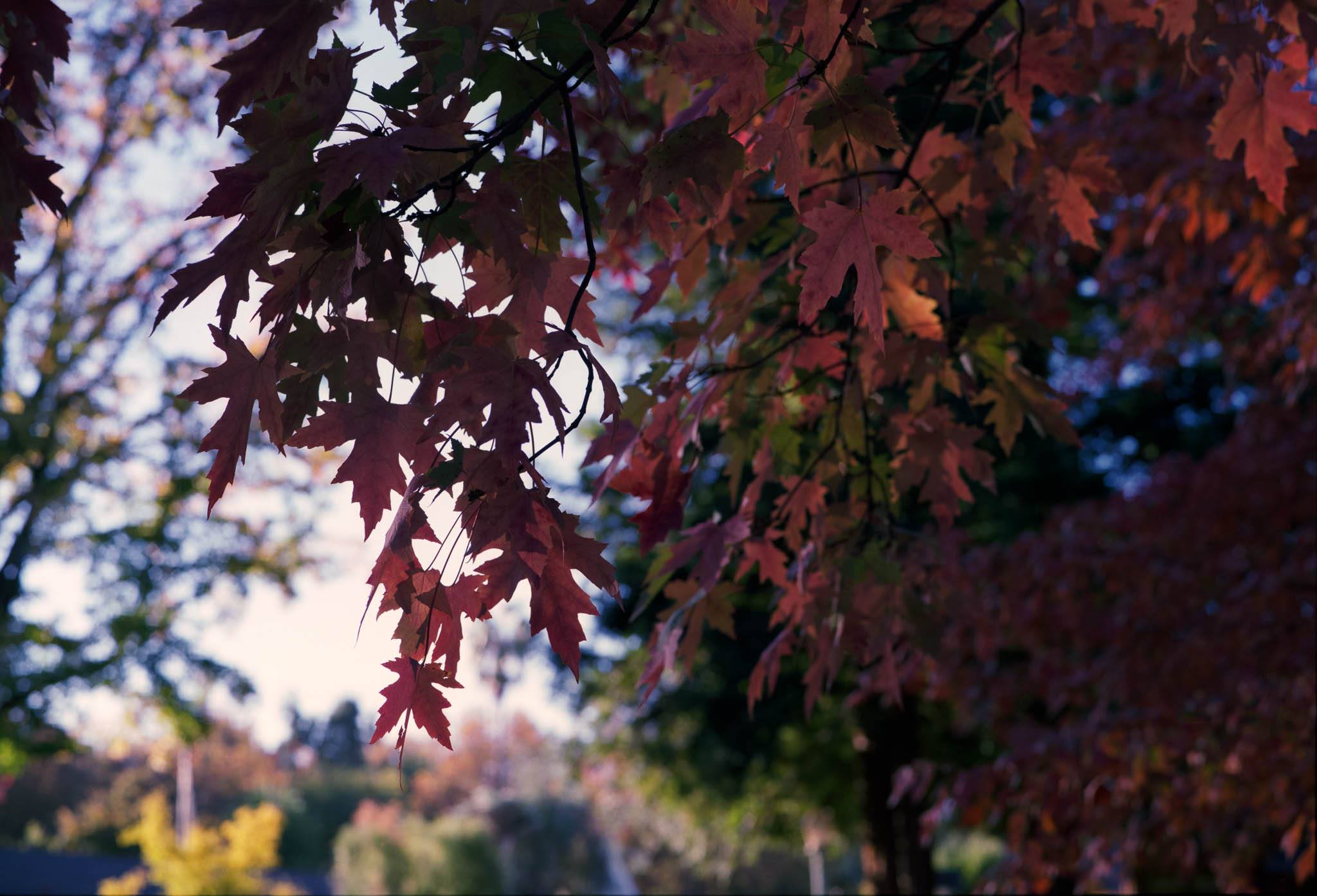 land_park_2_fuji_pro.jpg