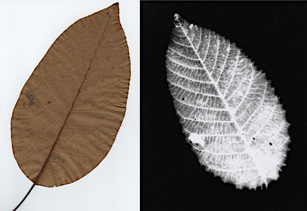 leaf.jpg