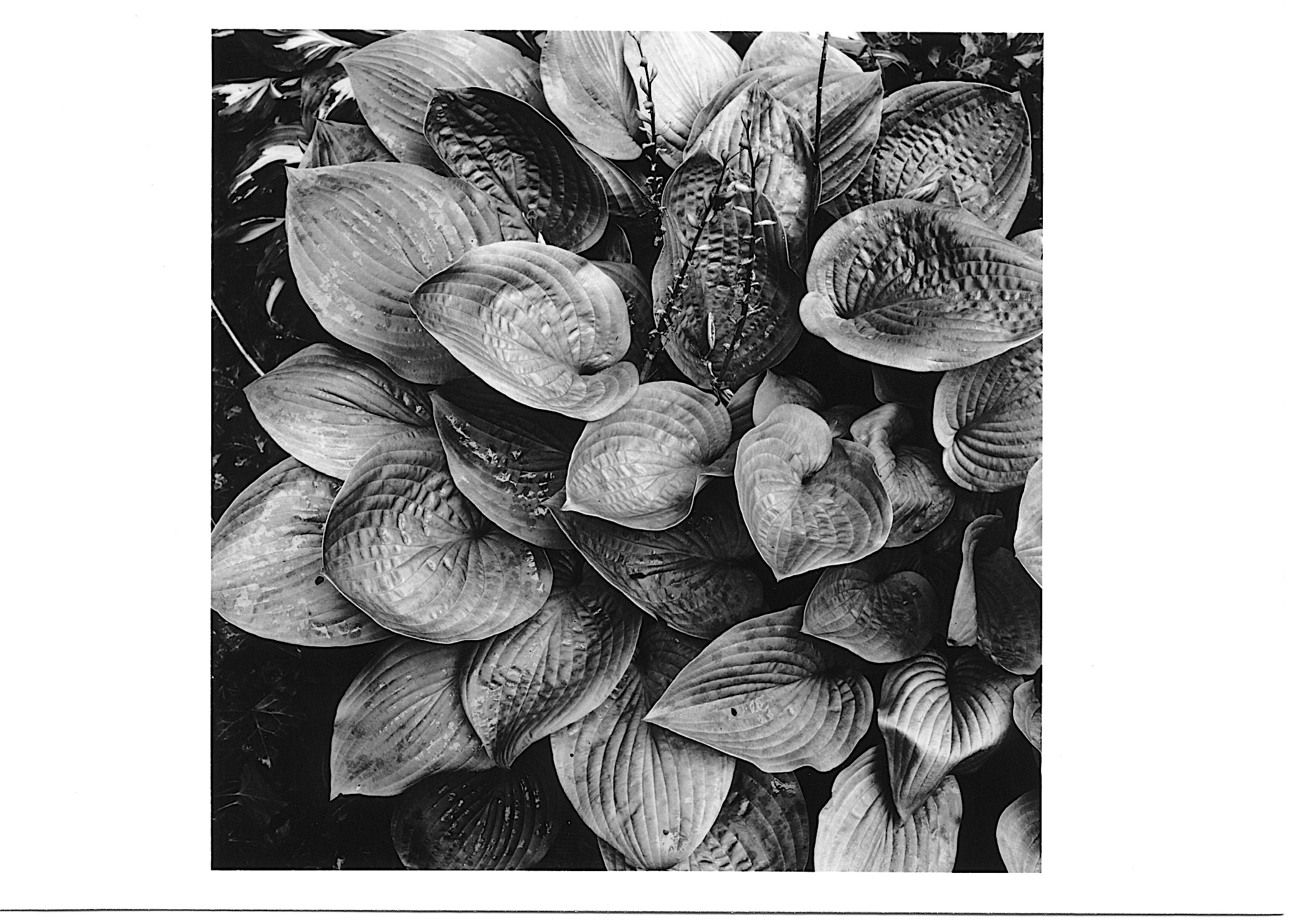 leaves 1.jpeg