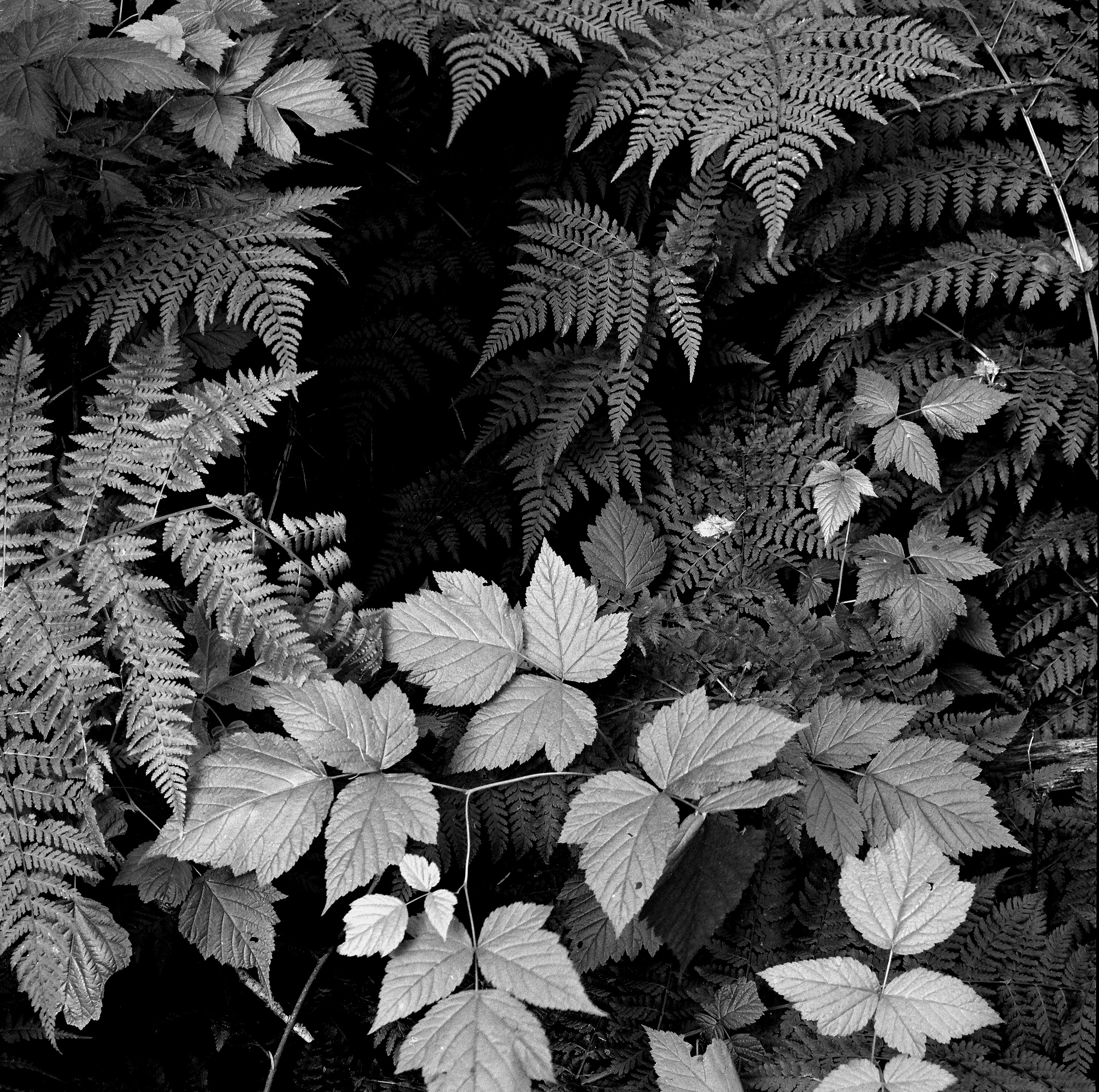 leaves.jpg