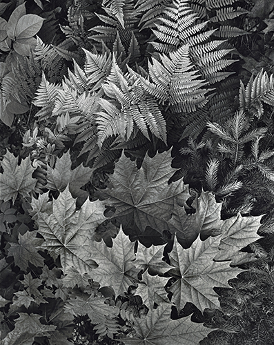 Leaves, Maine - Silver Rag 1a.jpg