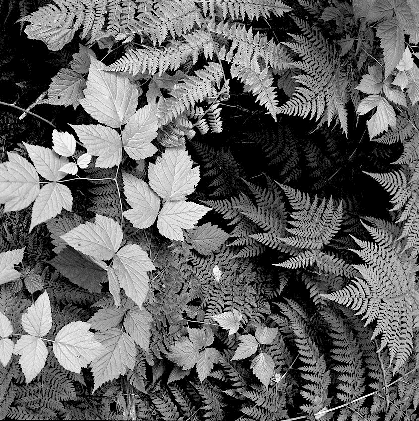 leaves2.jpg