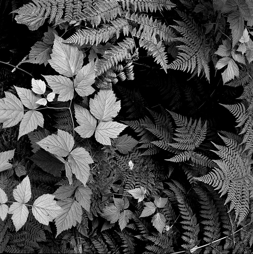 leaves2.jpg