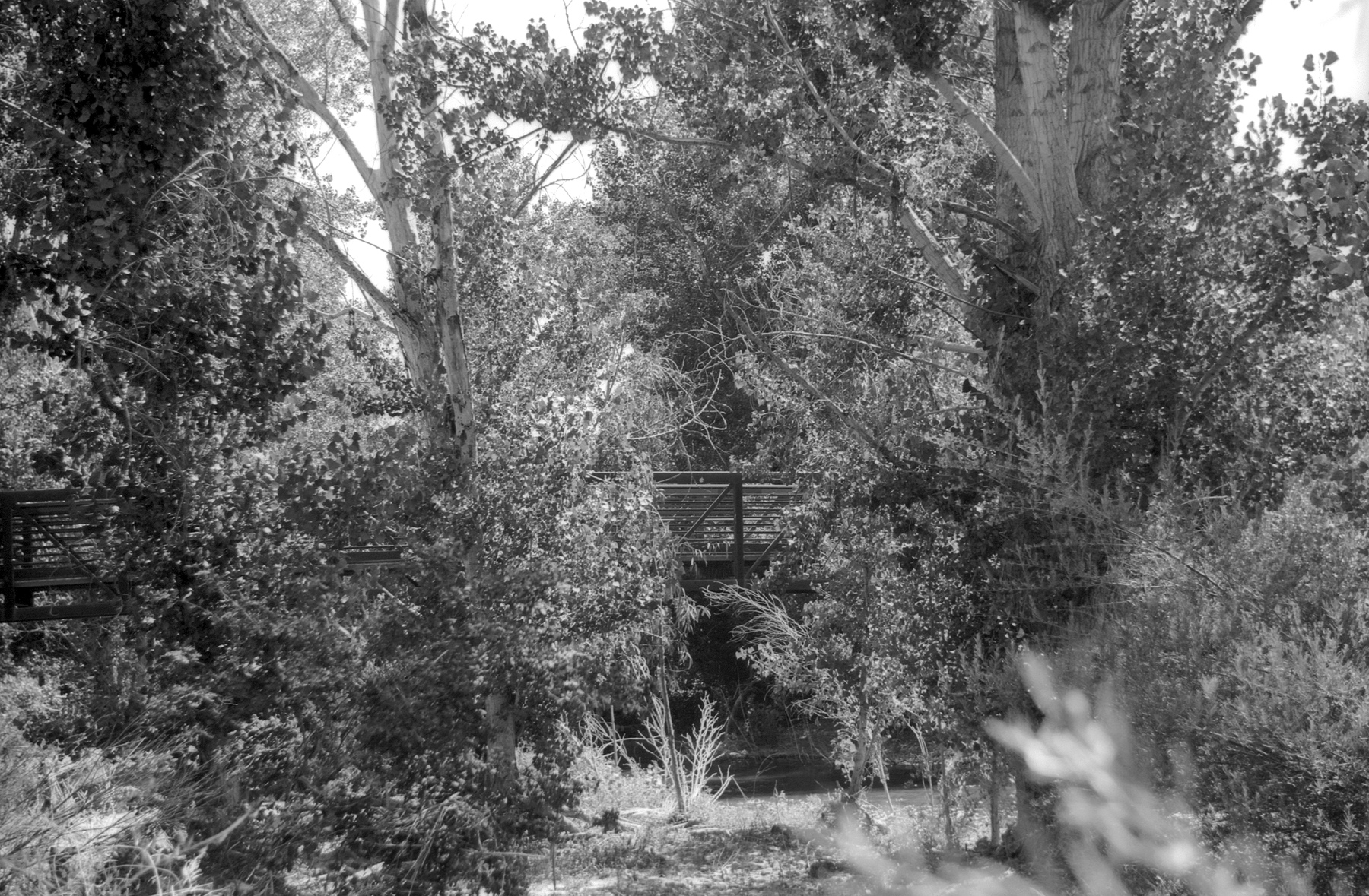 Leica IIIf Film Ferrania at 25 HC110 trees.jpg