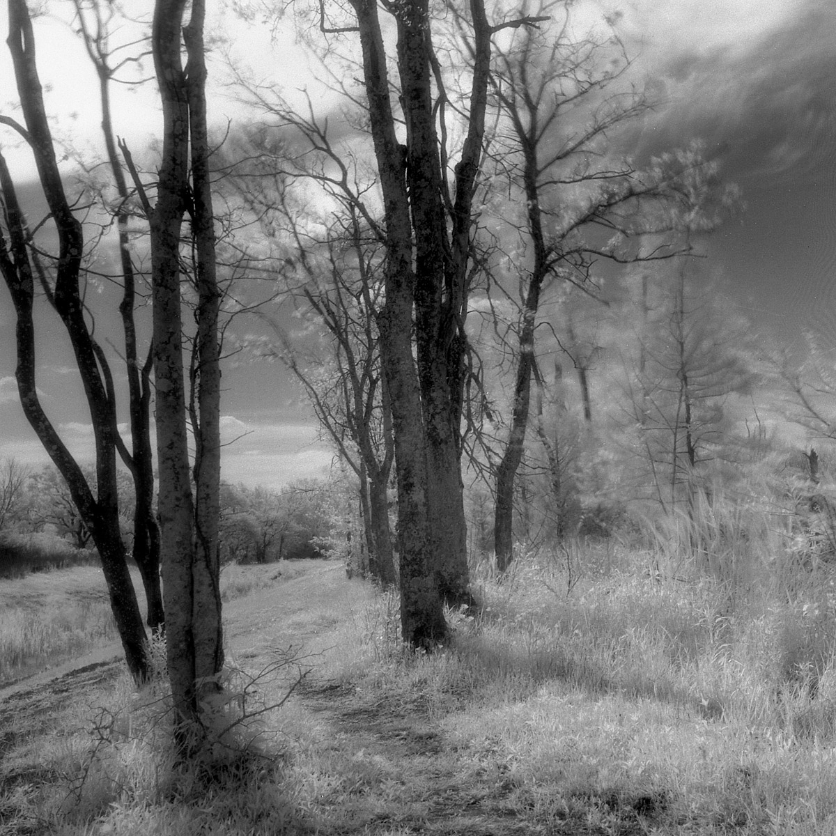 Lightningtrees.jpg
