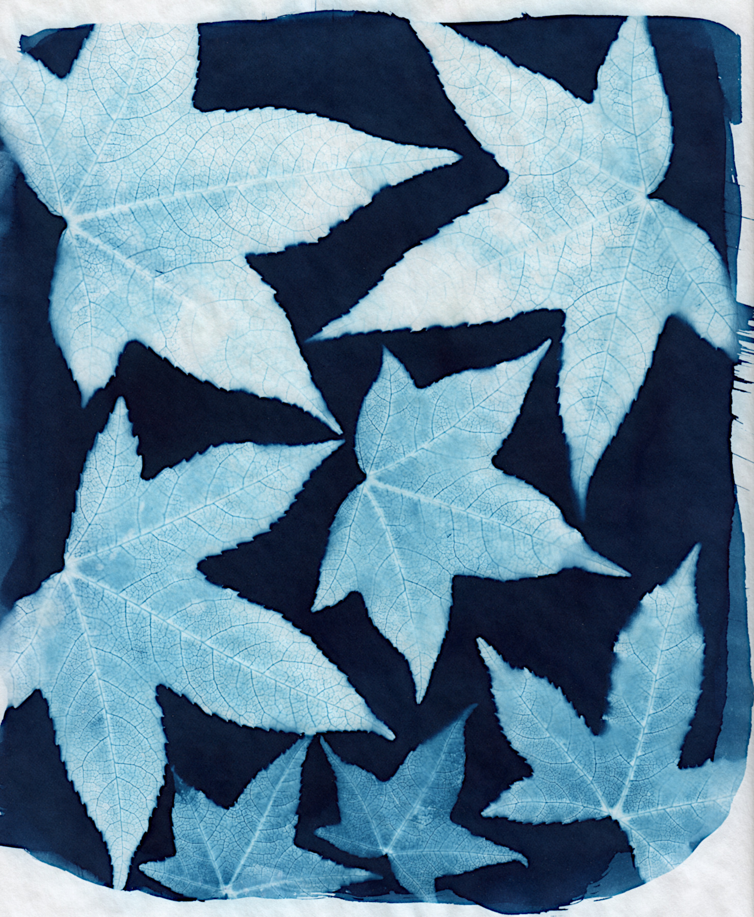 Liquidambar.jpg