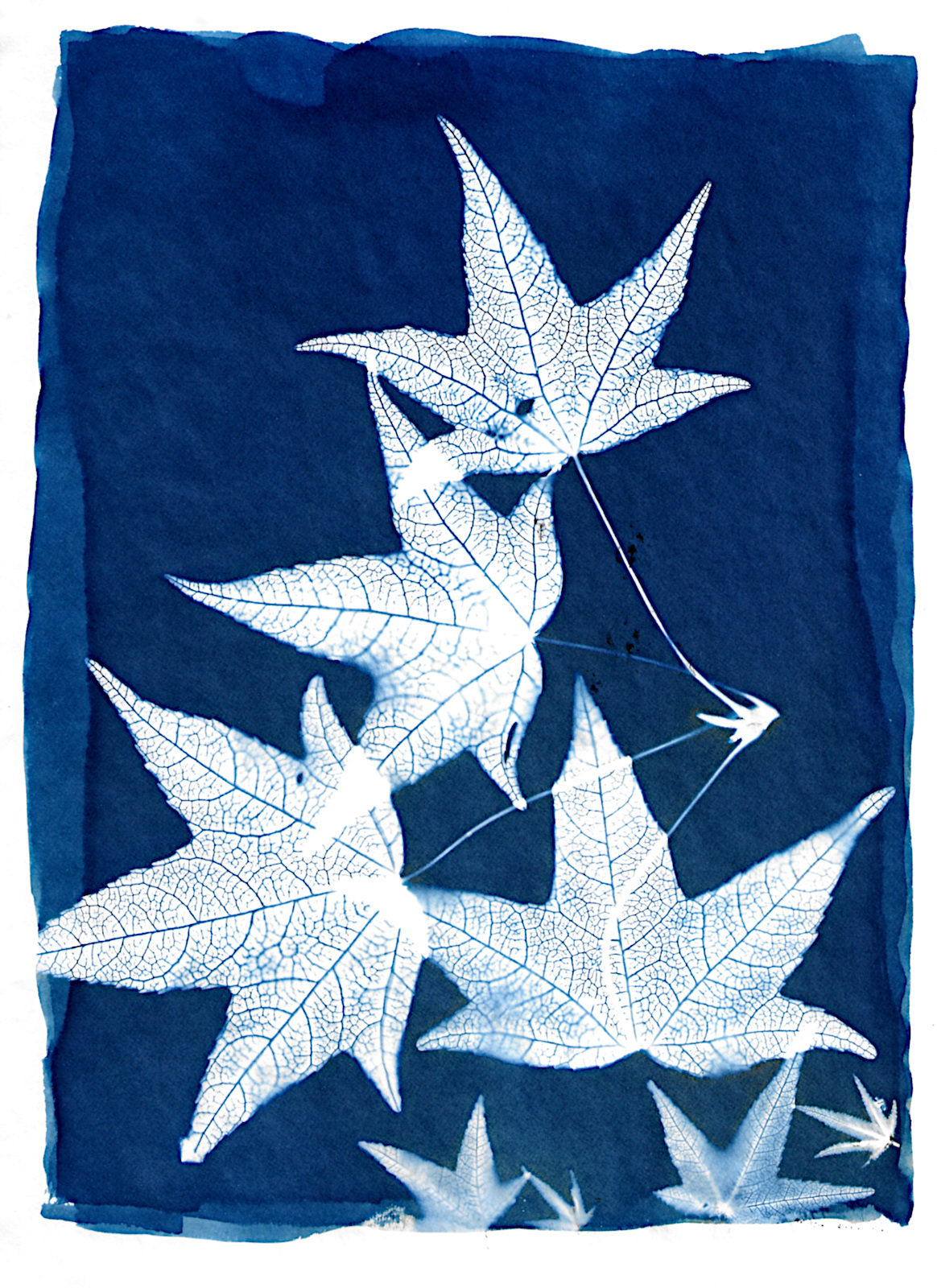liquidambar.jpg