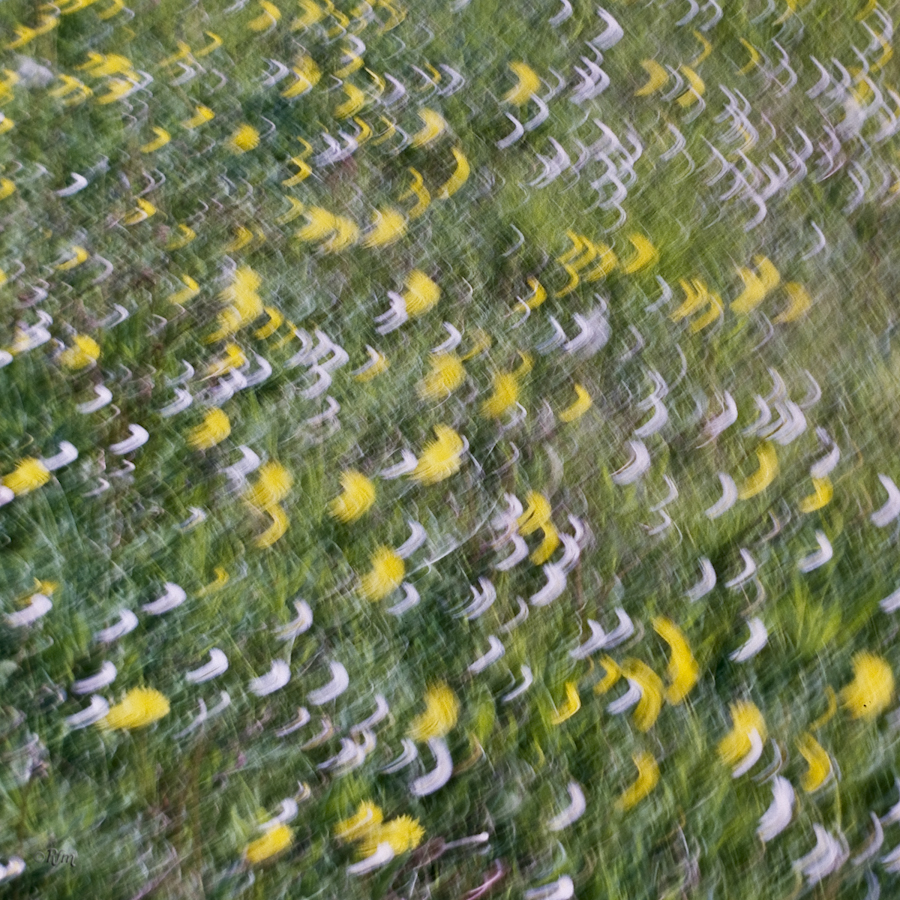 lluvia_de_flores_[Kodak_Vericolor_120]-2.jpg