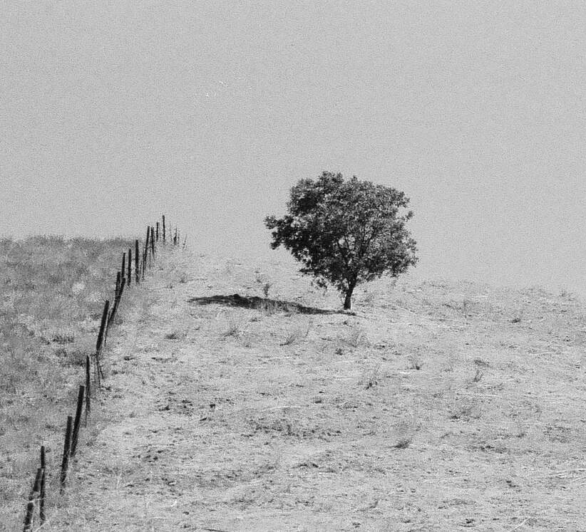 Lone_Tree_Fence_Crop1.jpg