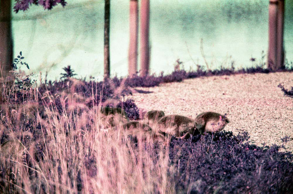lp008.jpg