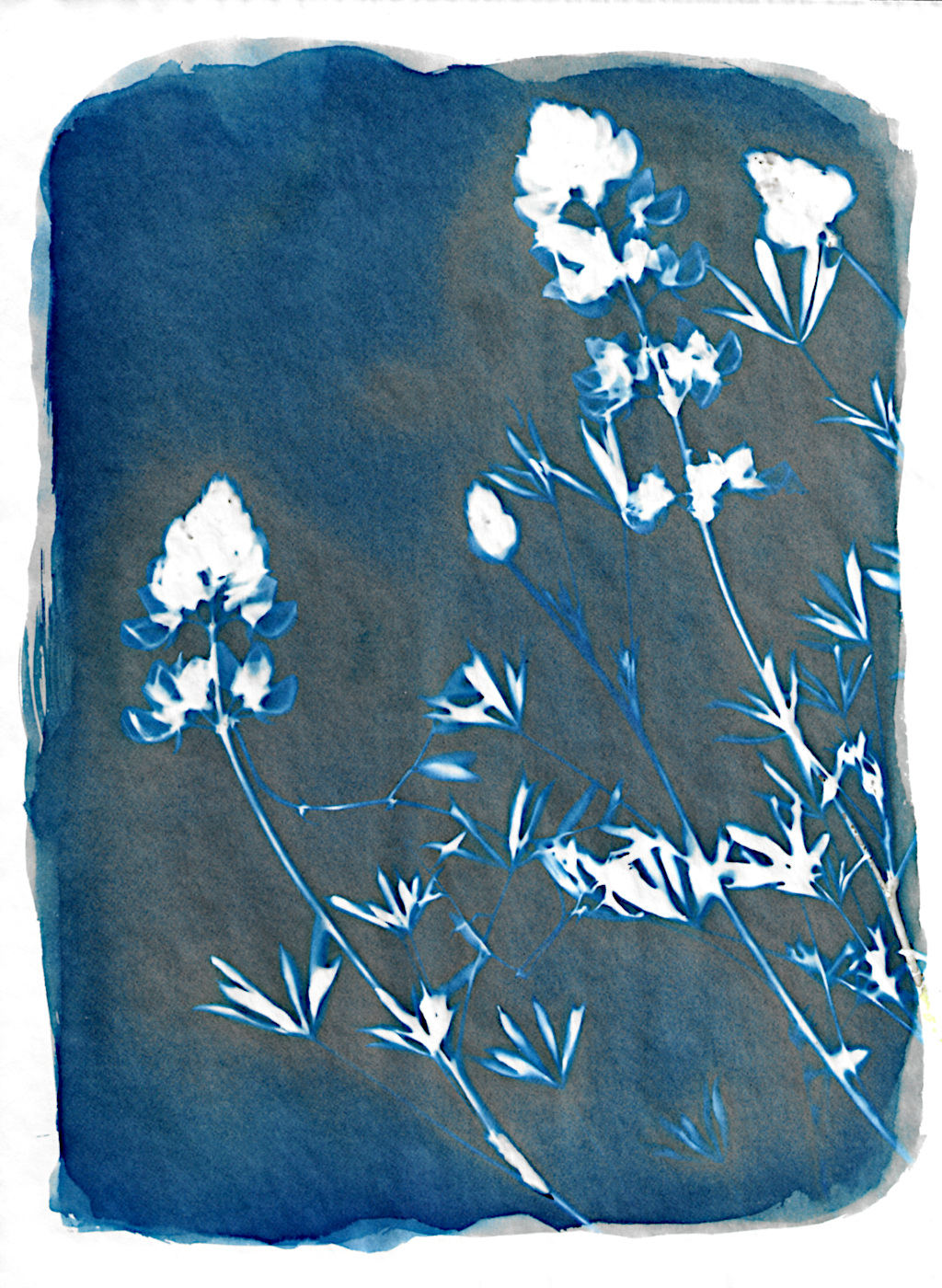 lupine0001.jpg