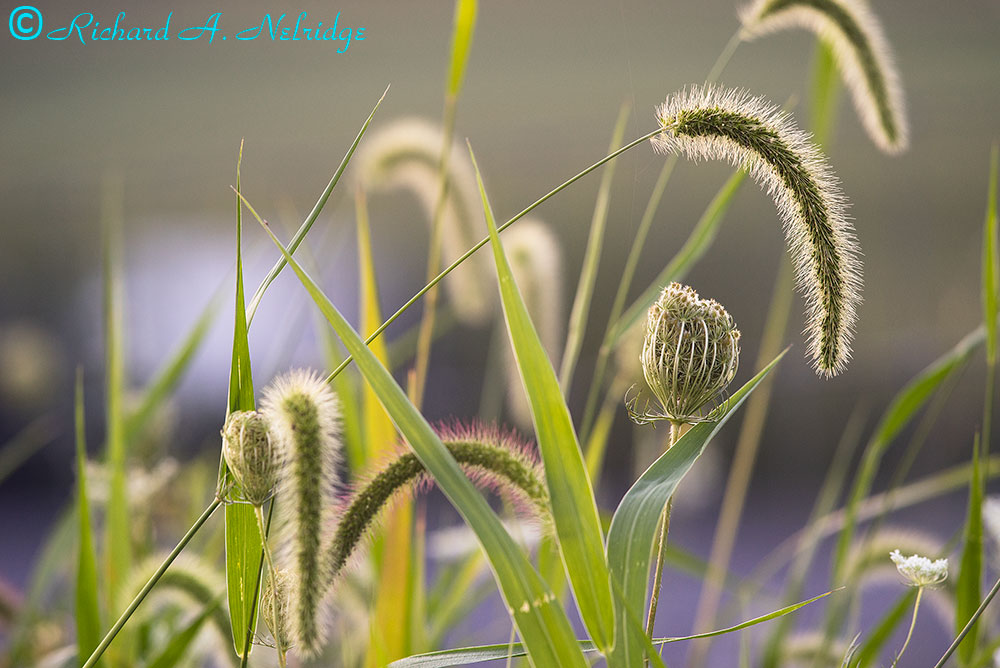 LYONVALLEYROADFLOWERS&GRASSES2.jpg