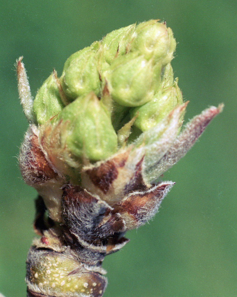 macro-fullsize.jpg