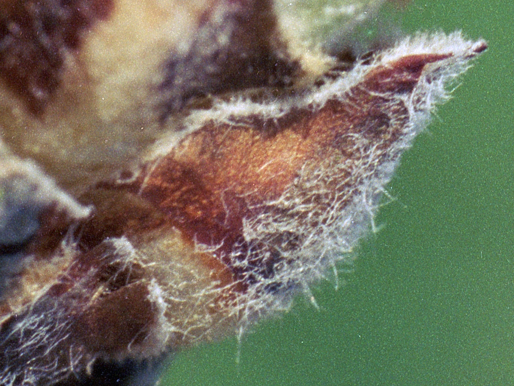 macro-zoomed.jpg