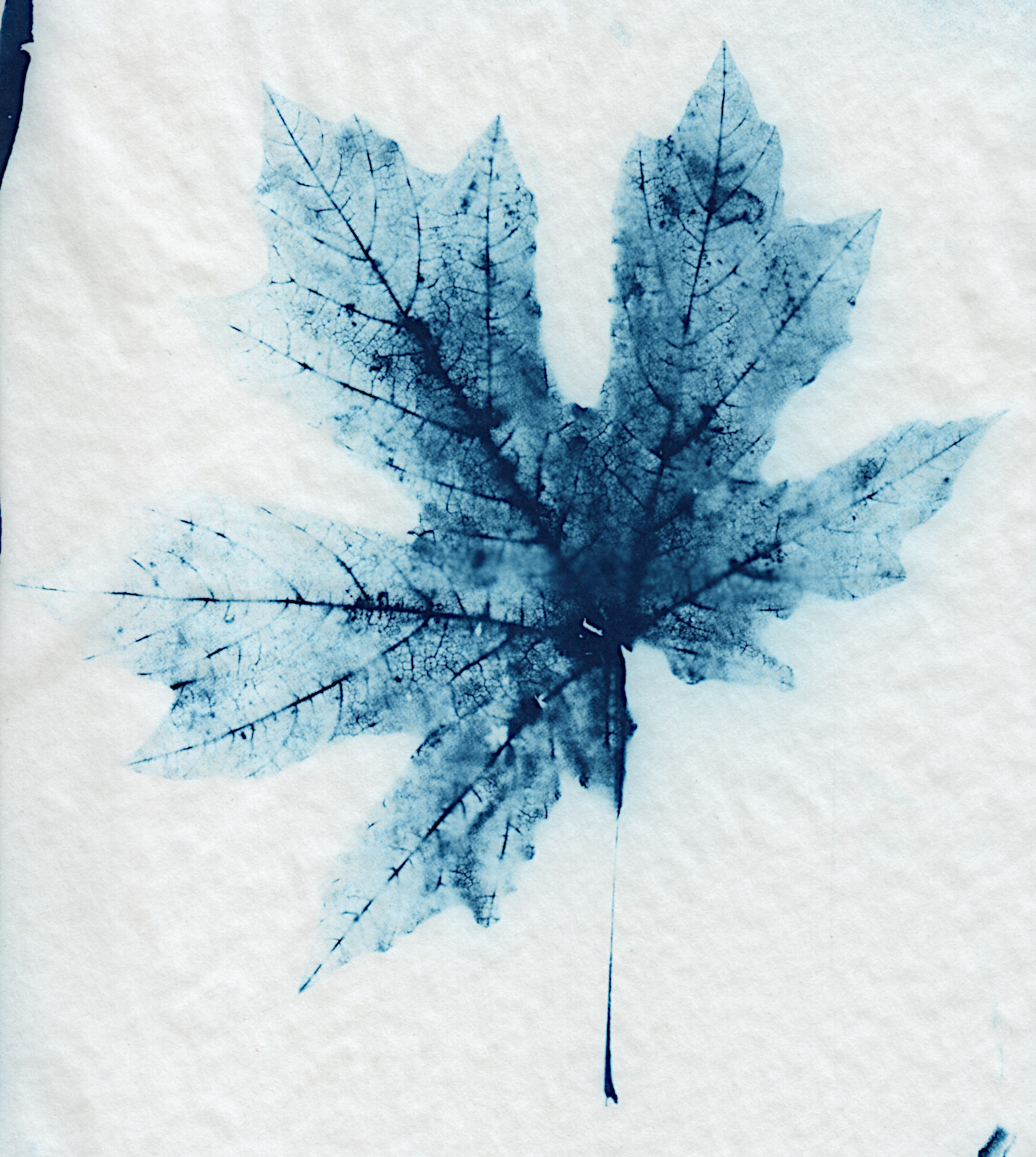 maple0002.jpg