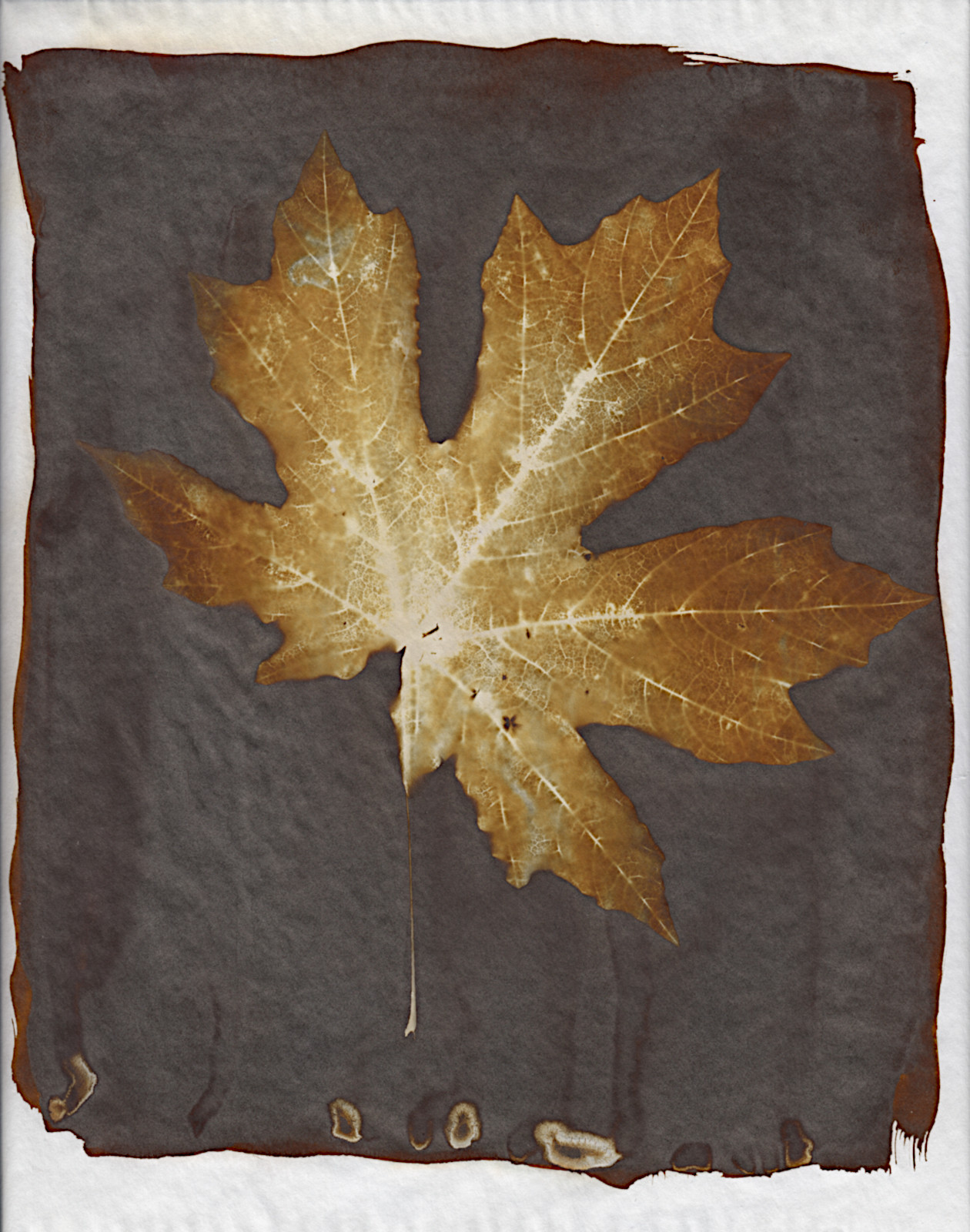 maple1.jpg
