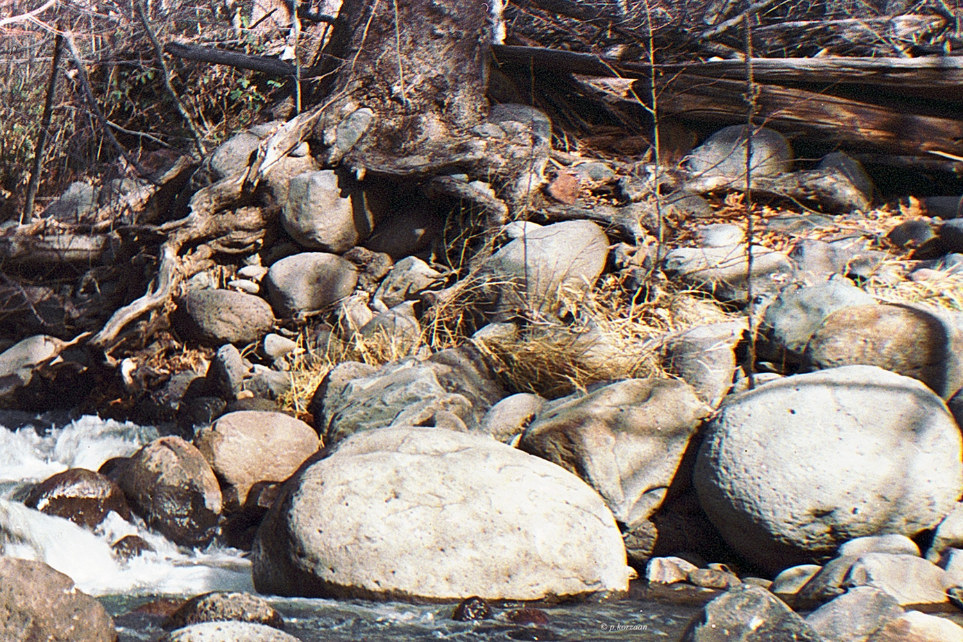 MF Cropped GrassHopper #1 .jpg