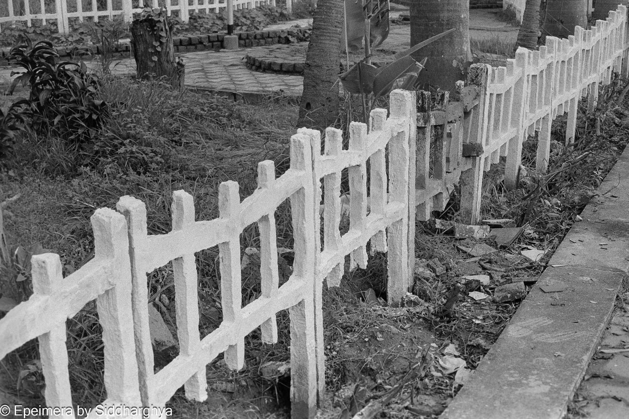 Mill. Park, 27-07-2024, II, Koadk xx, Rod + Na-Ascorbate.jpg
